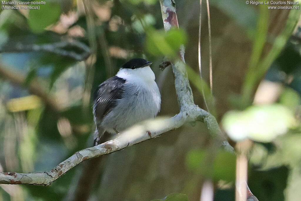 White-bearded Manakin