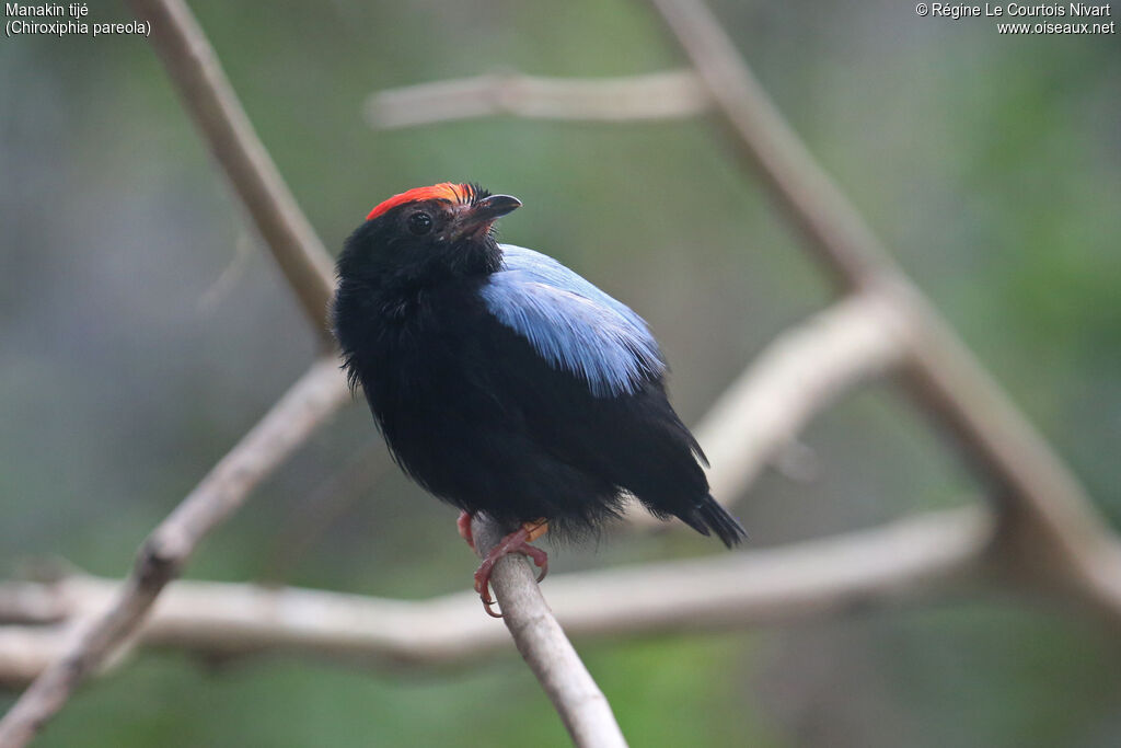 Blue-backed Manakin