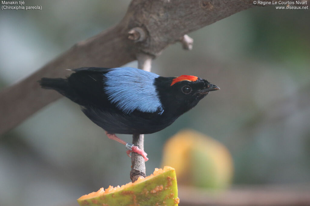Blue-backed Manakin