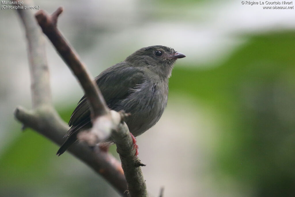 Manakin tijé femelle