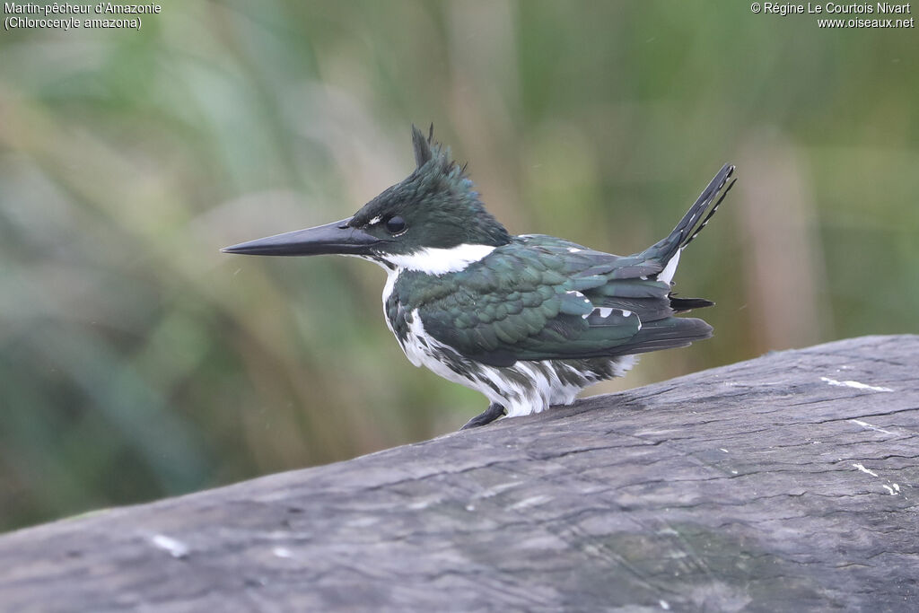 Martin-pêcheur d'Amazonie
