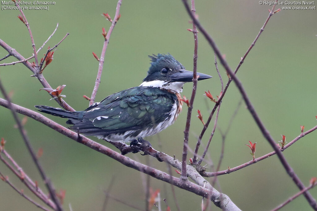 Martin-pêcheur d'Amazonie femelle