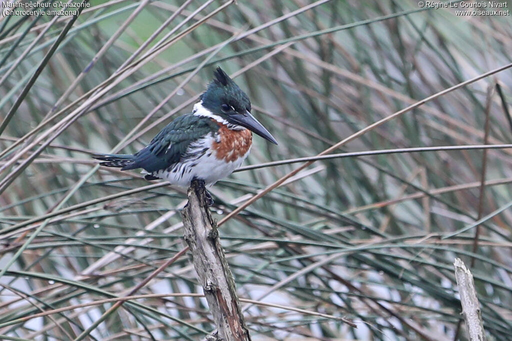 Martin-pêcheur d'Amazonie mâle