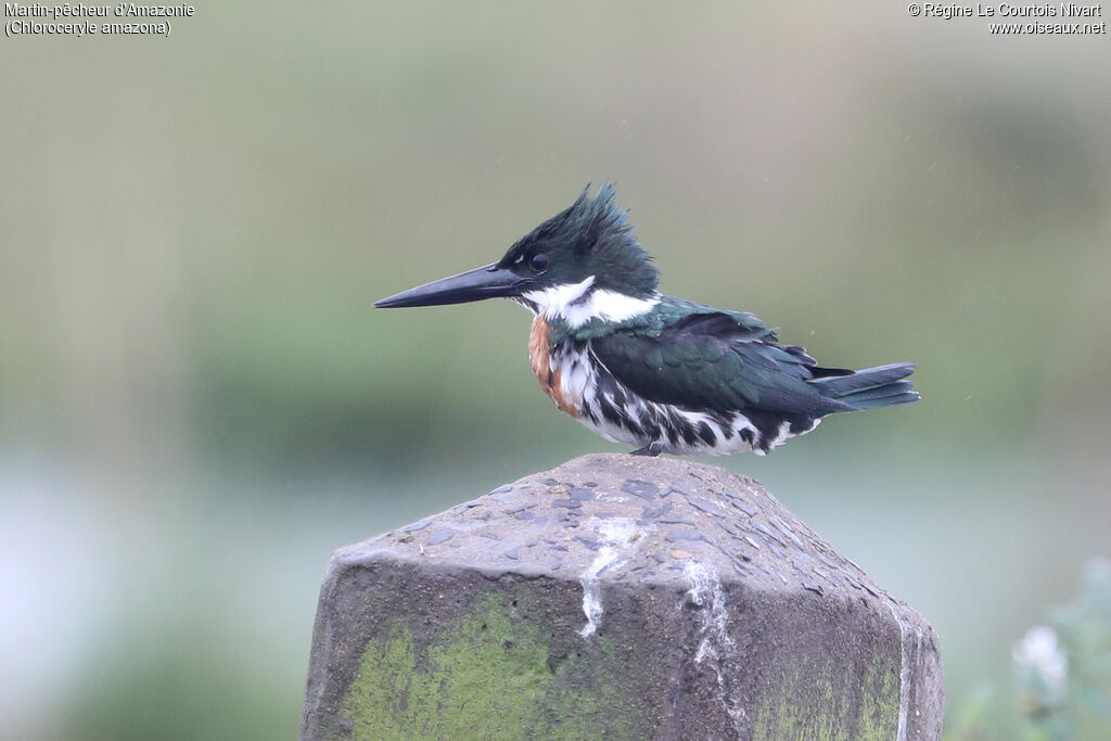 Martin-pêcheur d'Amazonie
