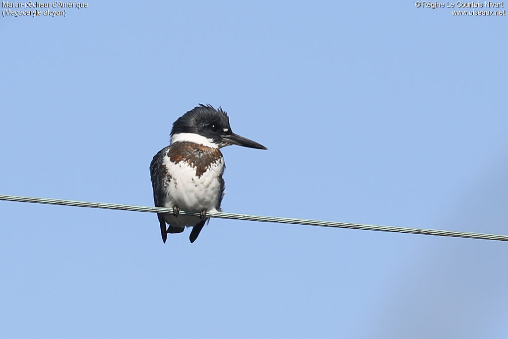 Martin-pêcheur d'Amérique