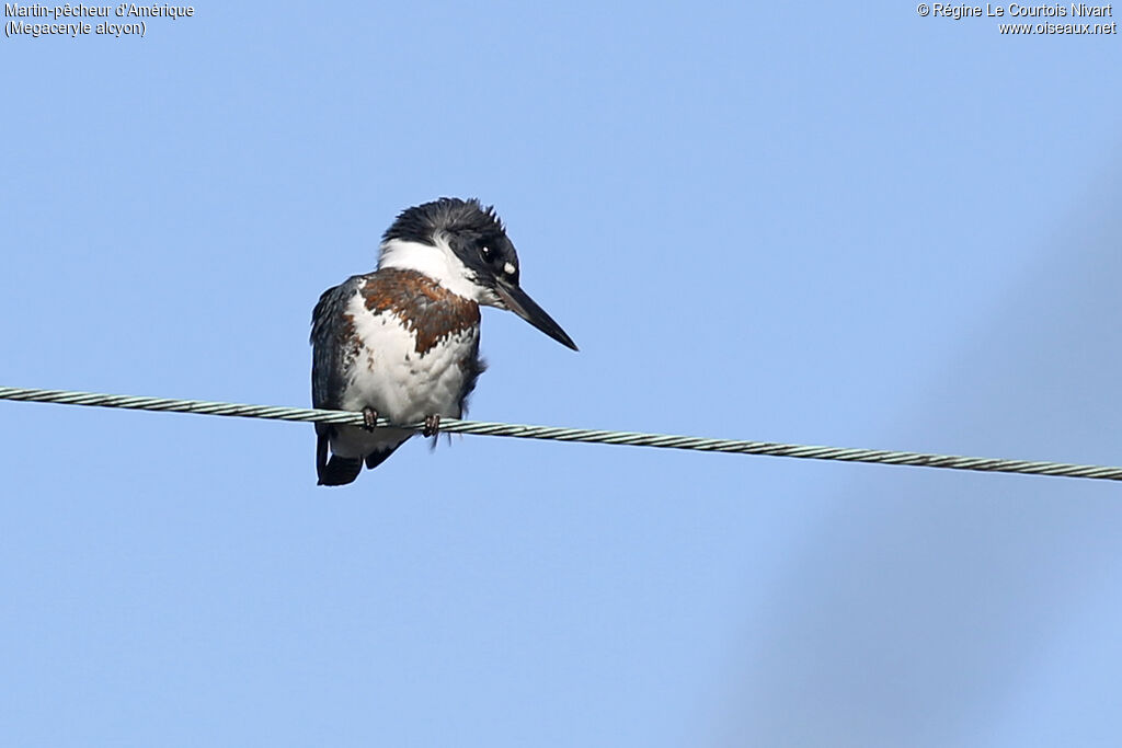 Belted Kingfisher