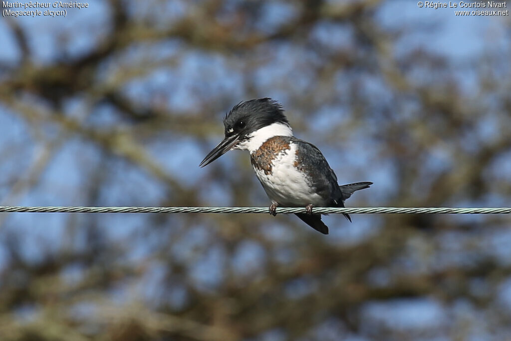 Martin-pêcheur d'Amérique