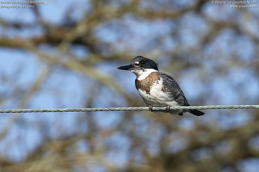 Martin-pêcheur d'Amérique