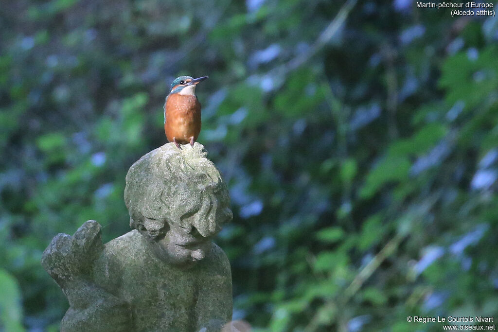 Common Kingfisher