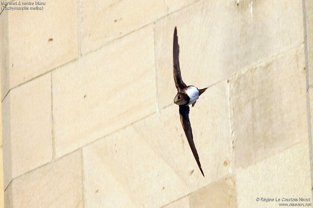 Alpine Swift