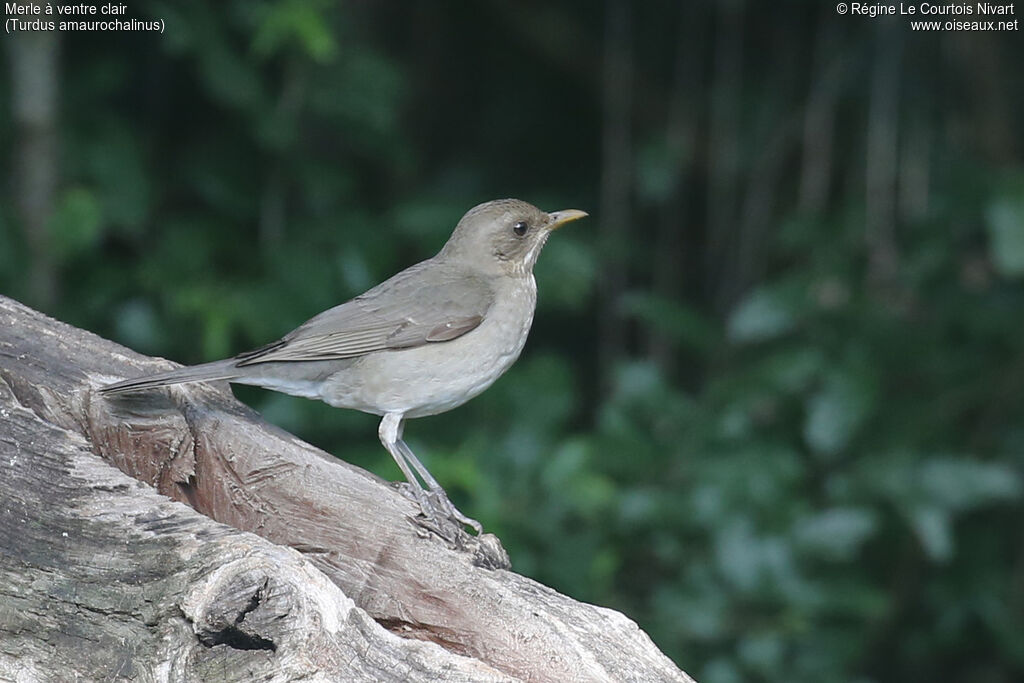 Merle à ventre clair
