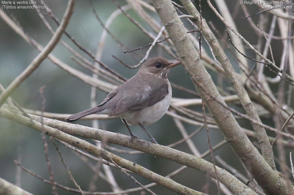 Merle à ventre clair
