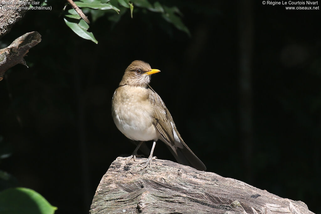 Merle à ventre clair