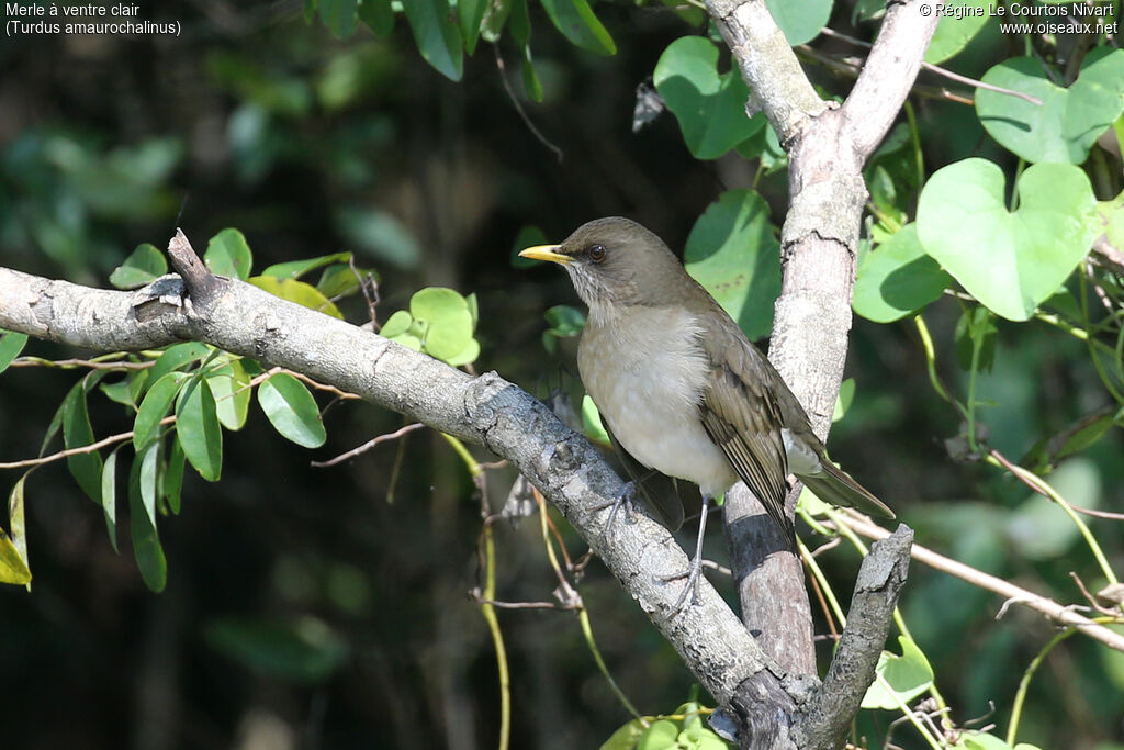 Merle à ventre clair