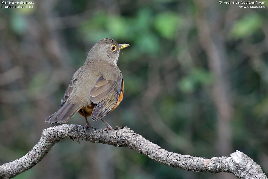 Rufous-bellied Thrush