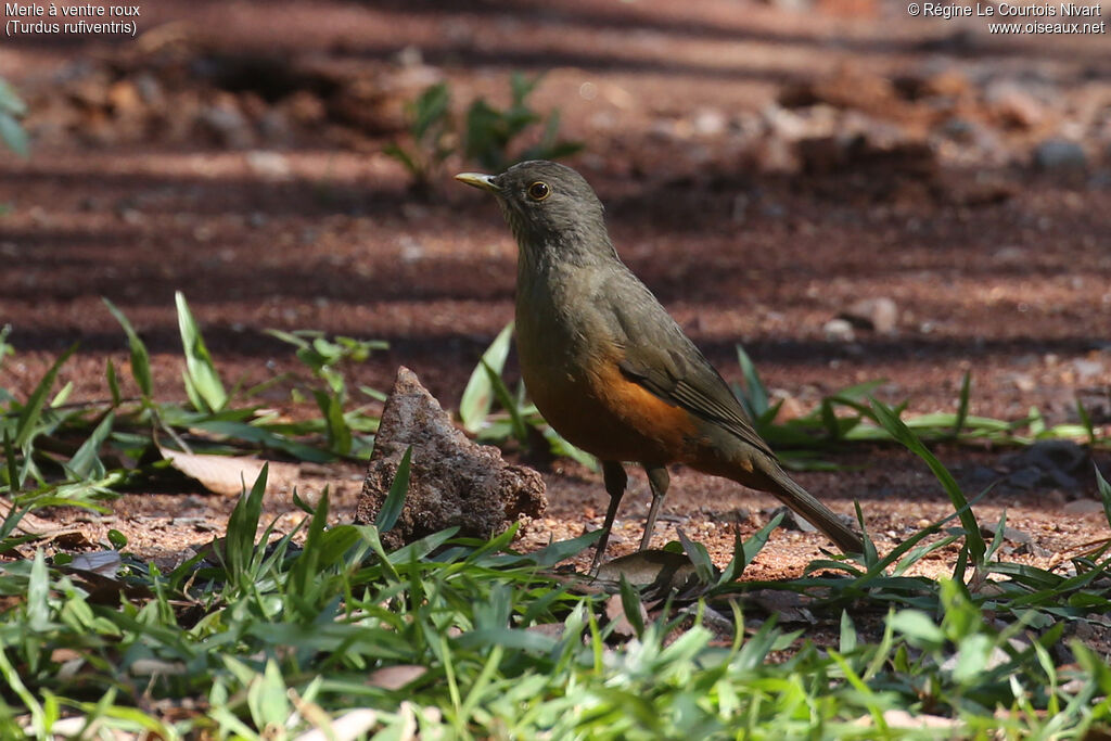 Rufous-bellied Thrush