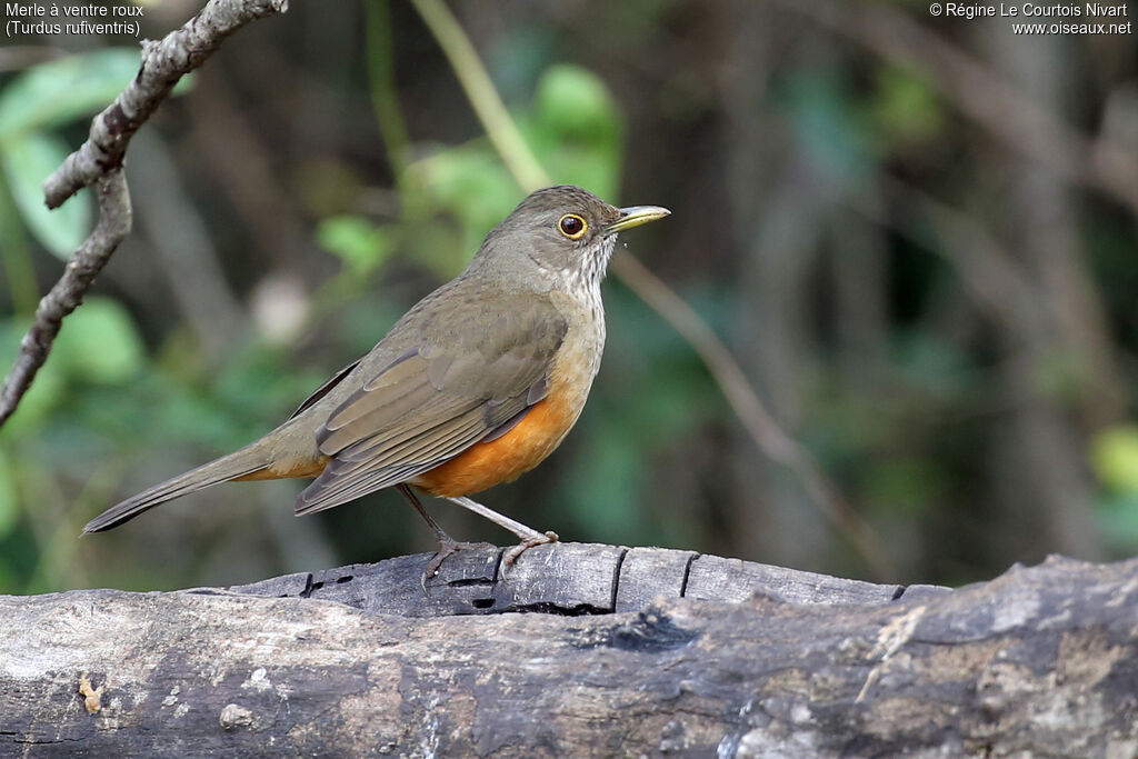 Rufous-bellied Thrush