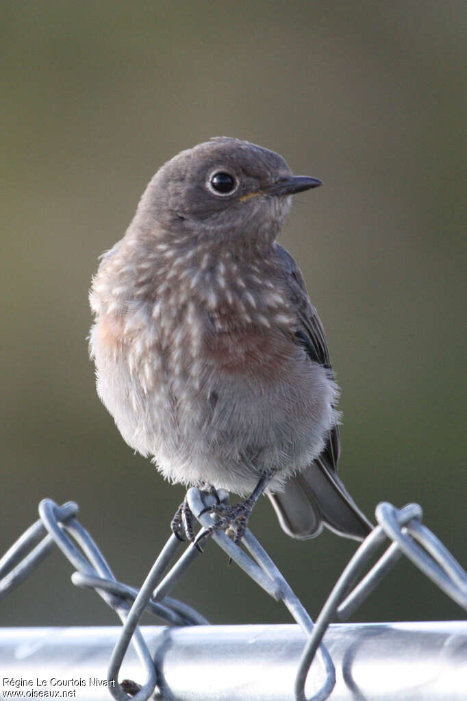 Western Bluebirdjuvenile