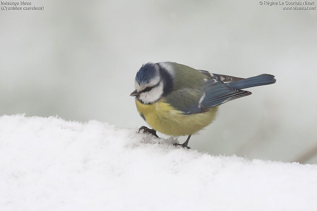 Mésange bleue