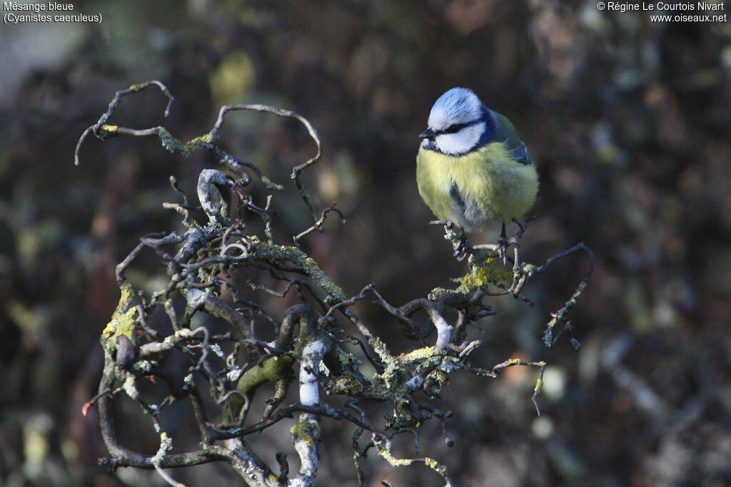 Eurasian Blue Tit