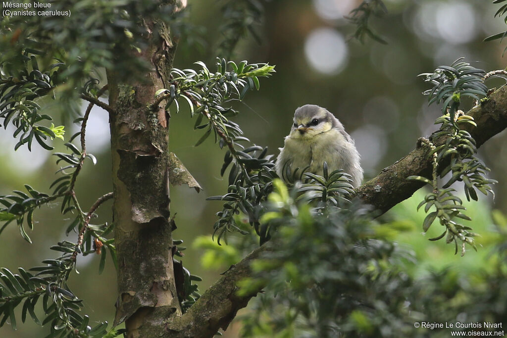 Mésange bleuejuvénile