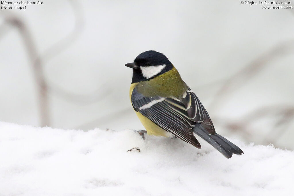 Mésange charbonnière