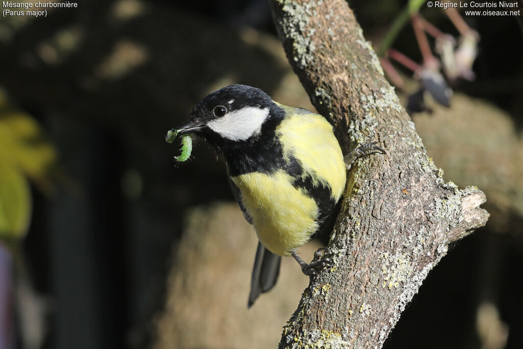Mésange charbonnière