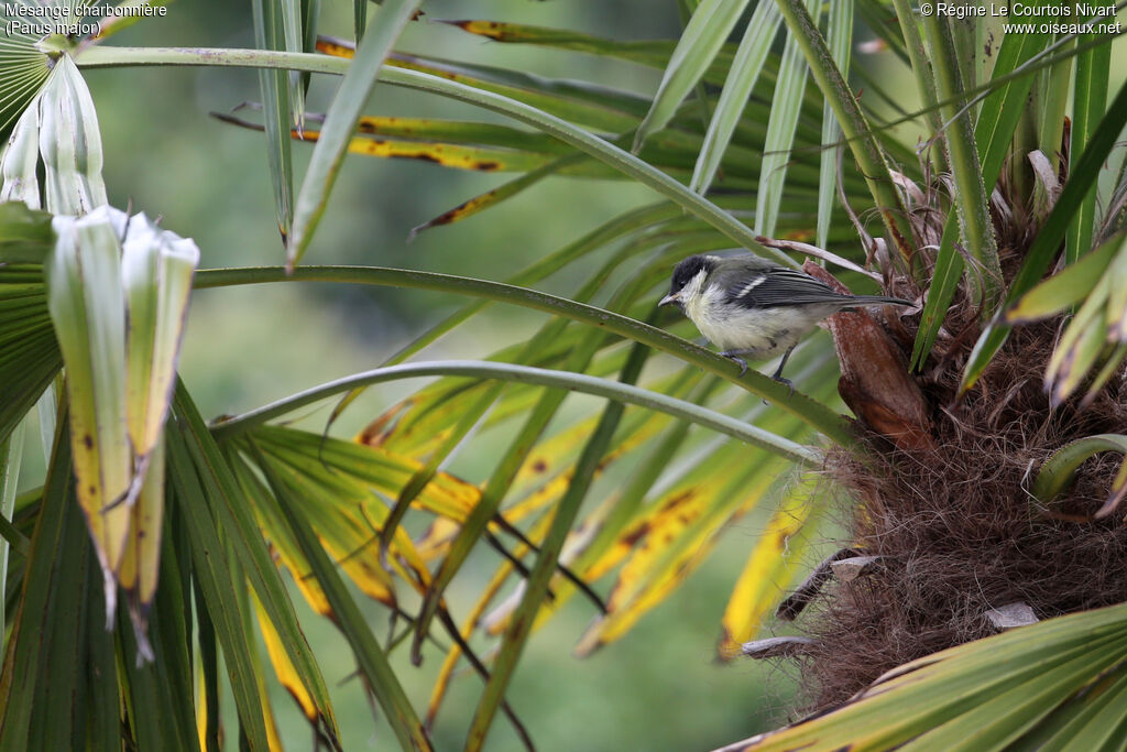 Mésange charbonnière