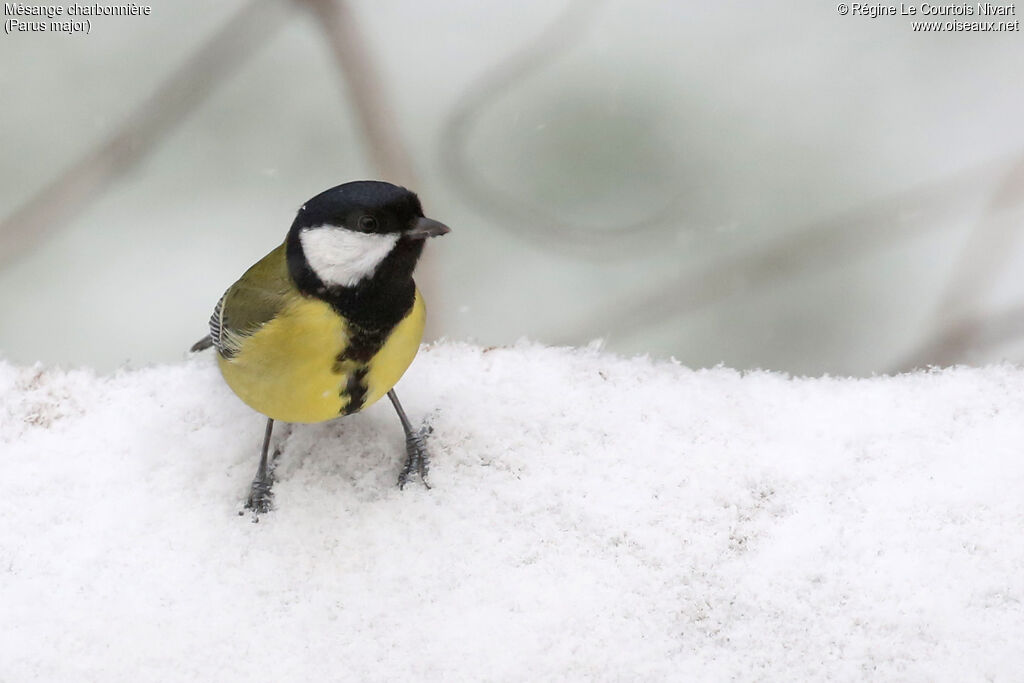 Mésange charbonnière