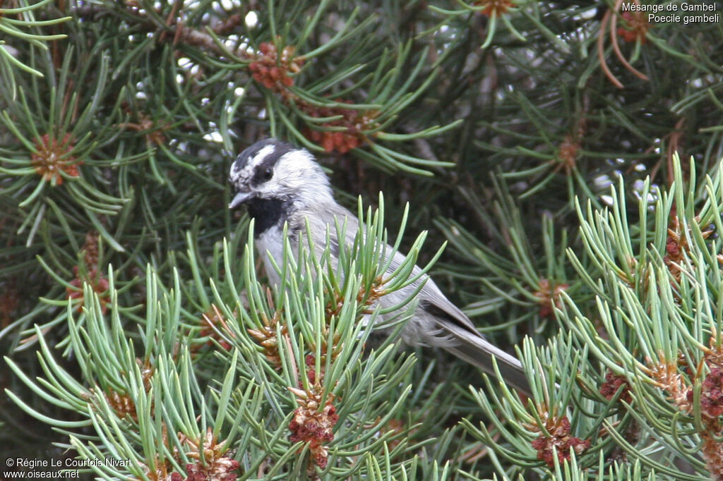 Mountain Chickadee