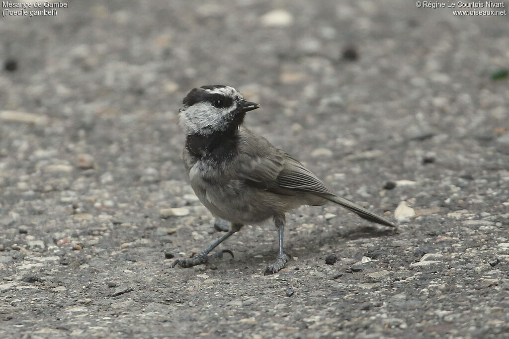 Mésange de Gambel