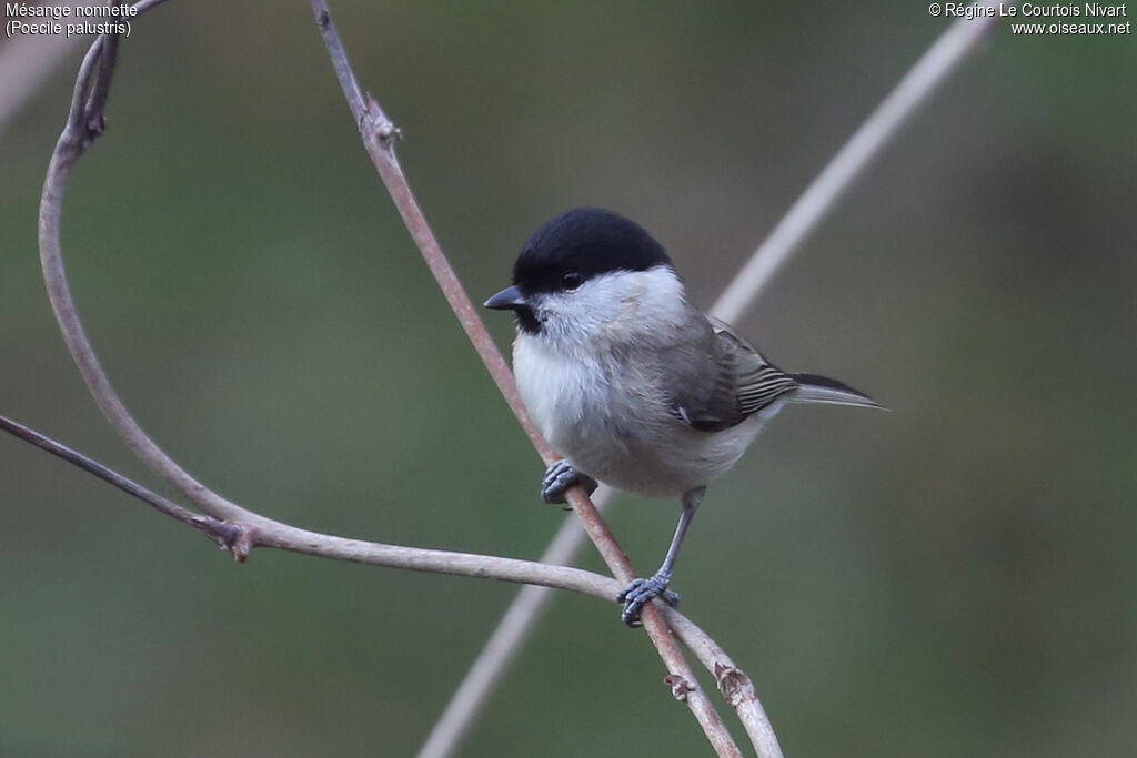 Mésange nonnette