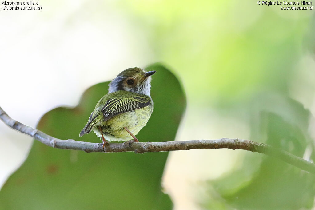 Eared Pygmy Tyrant