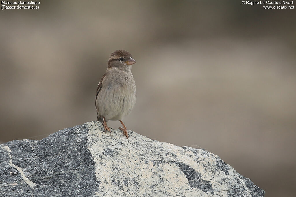 Moineau domestique