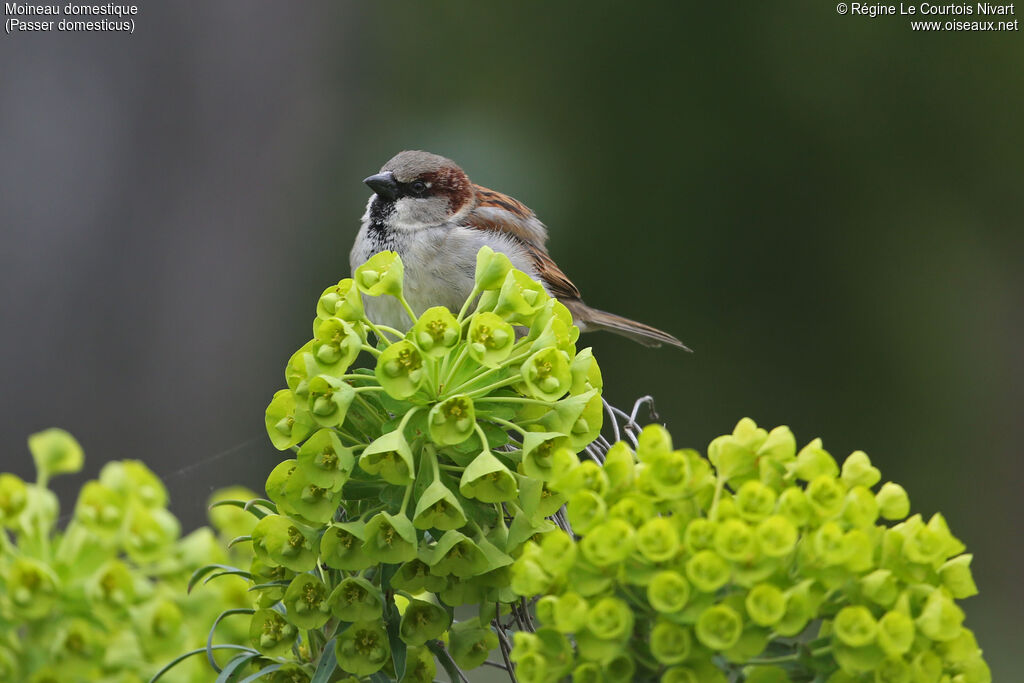 Moineau domestique mâle