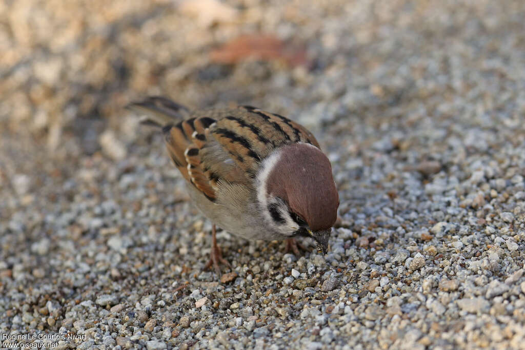 Moineau friquetadulte, mange