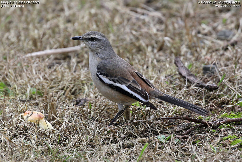 Moqueur à ailes blanches