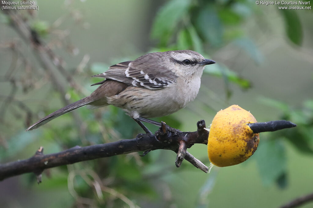 Chalk-browed Mockingbird