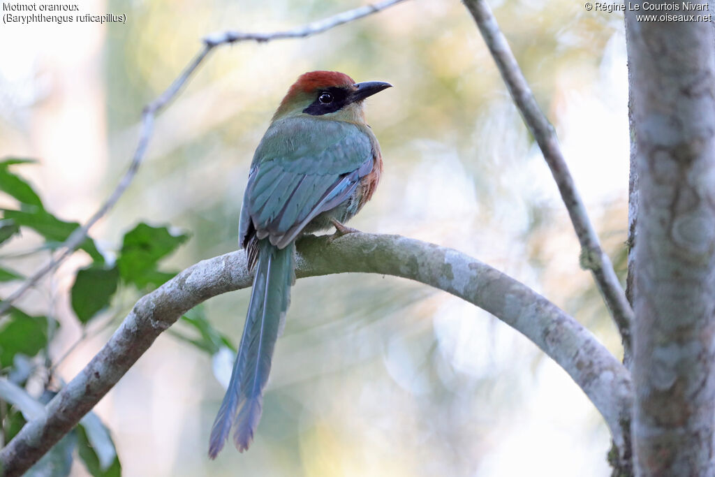 Rufous-capped Motmot