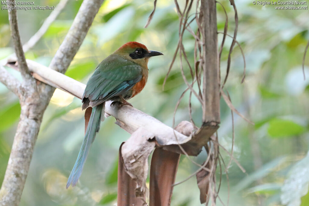 Rufous-capped Motmot