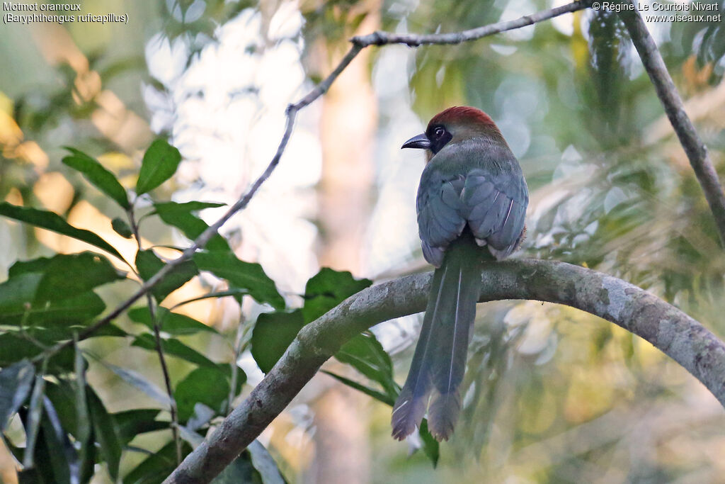 Rufous-capped Motmot