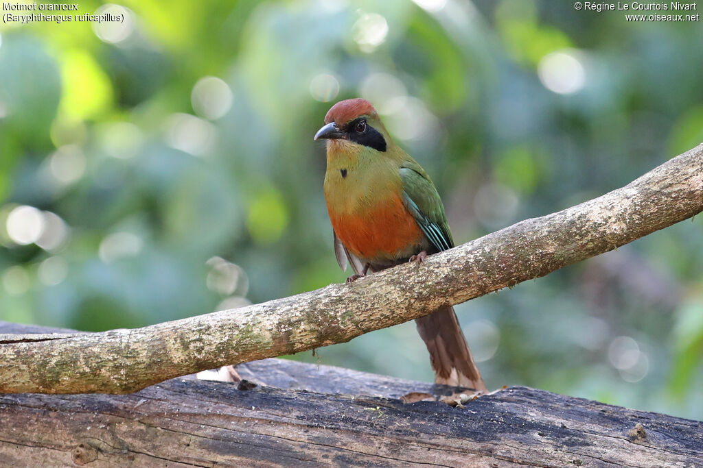 Rufous-capped Motmot