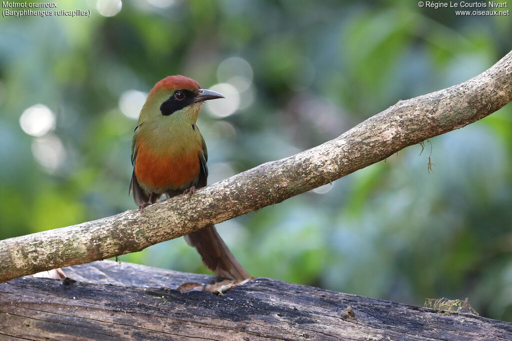 Rufous-capped Motmot