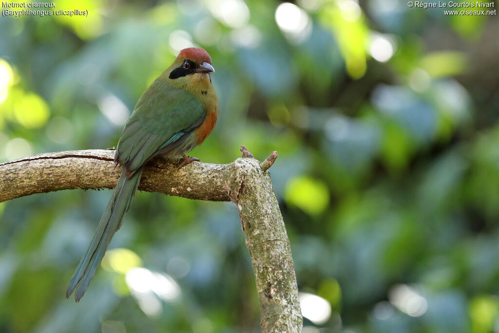 Rufous-capped Motmot