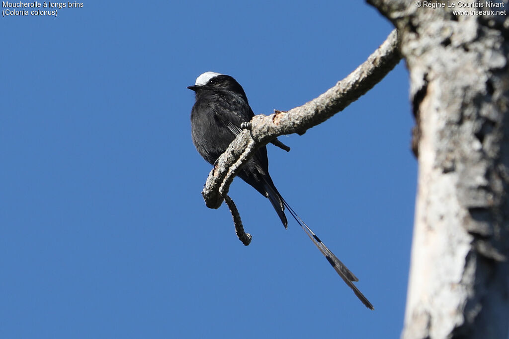 Long-tailed Tyrant