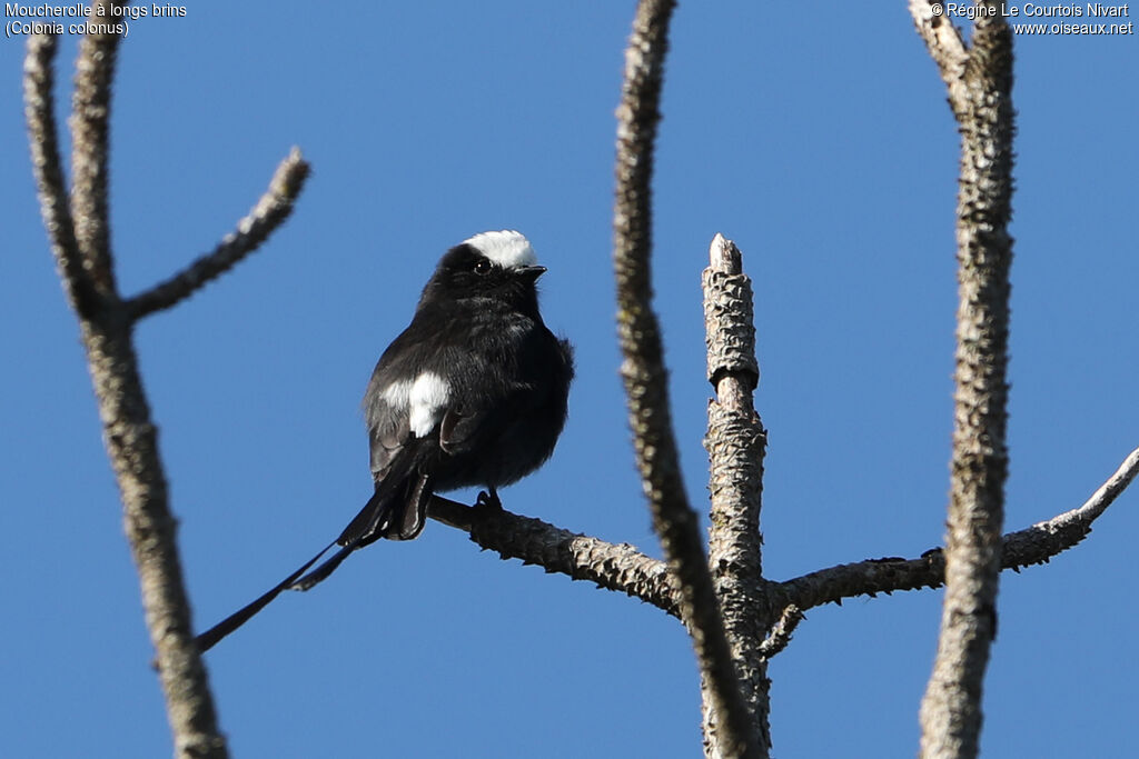 Long-tailed Tyrant