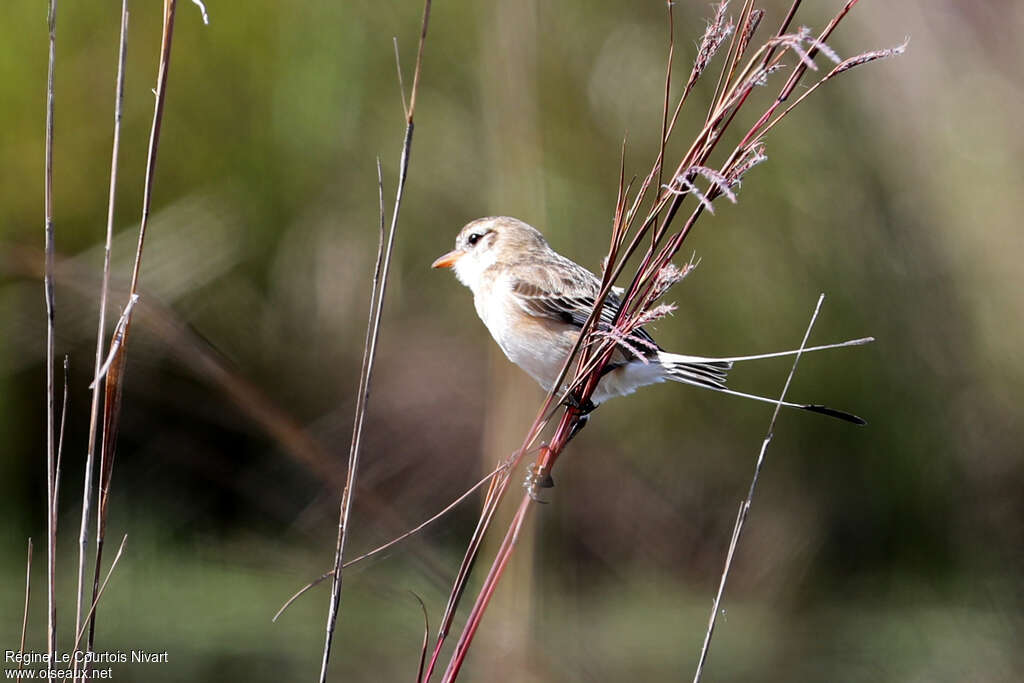 Moucherolle à queue large femelle