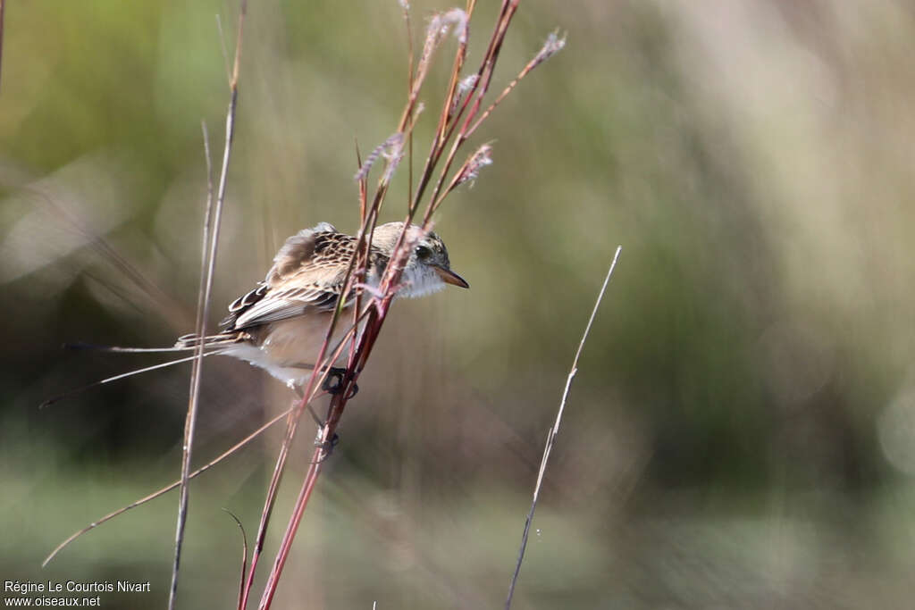 Moucherolle à queue large femelle, identification