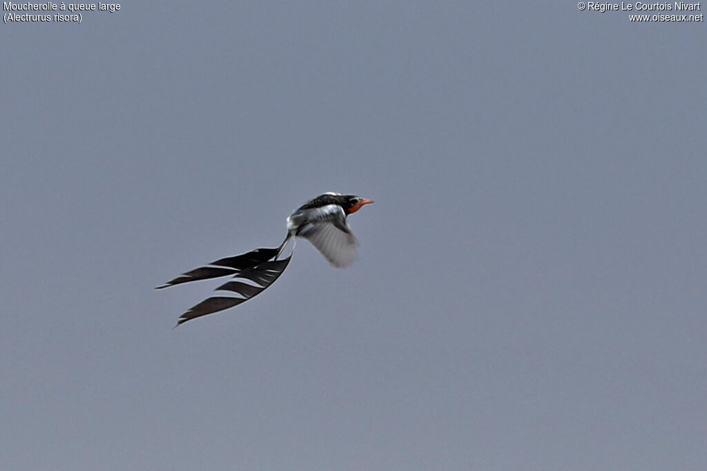 Moucherolle à queue large mâle, Vol