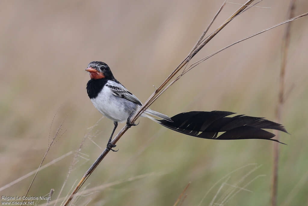 Moucherolle à queue large mâle, portrait